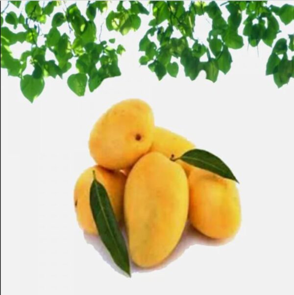 Chaunsa