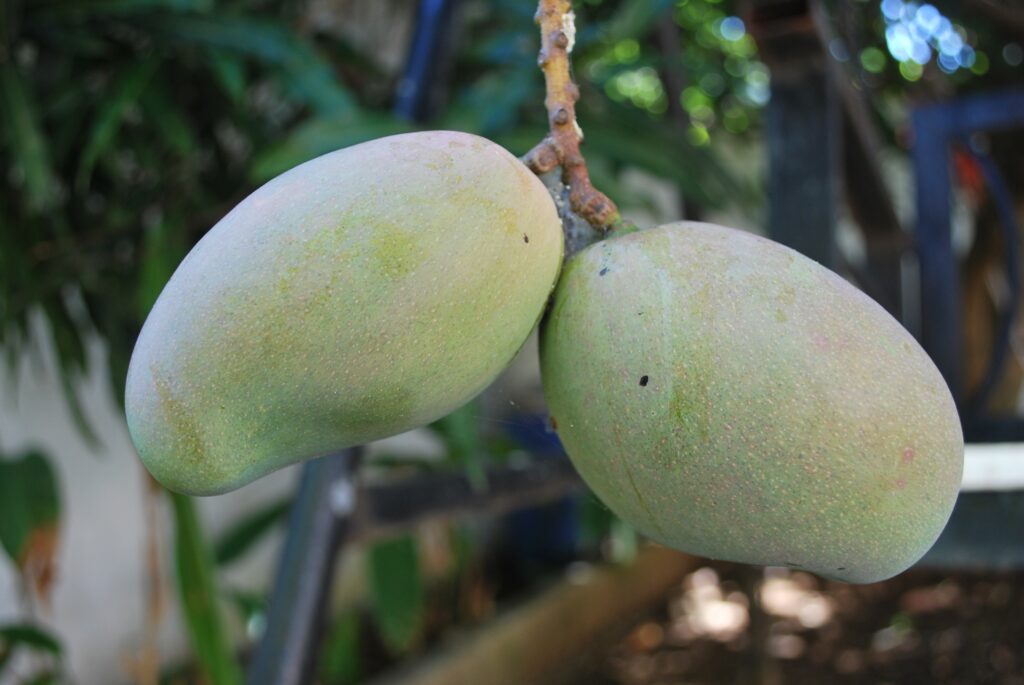 Anwar-Ratol-Mango