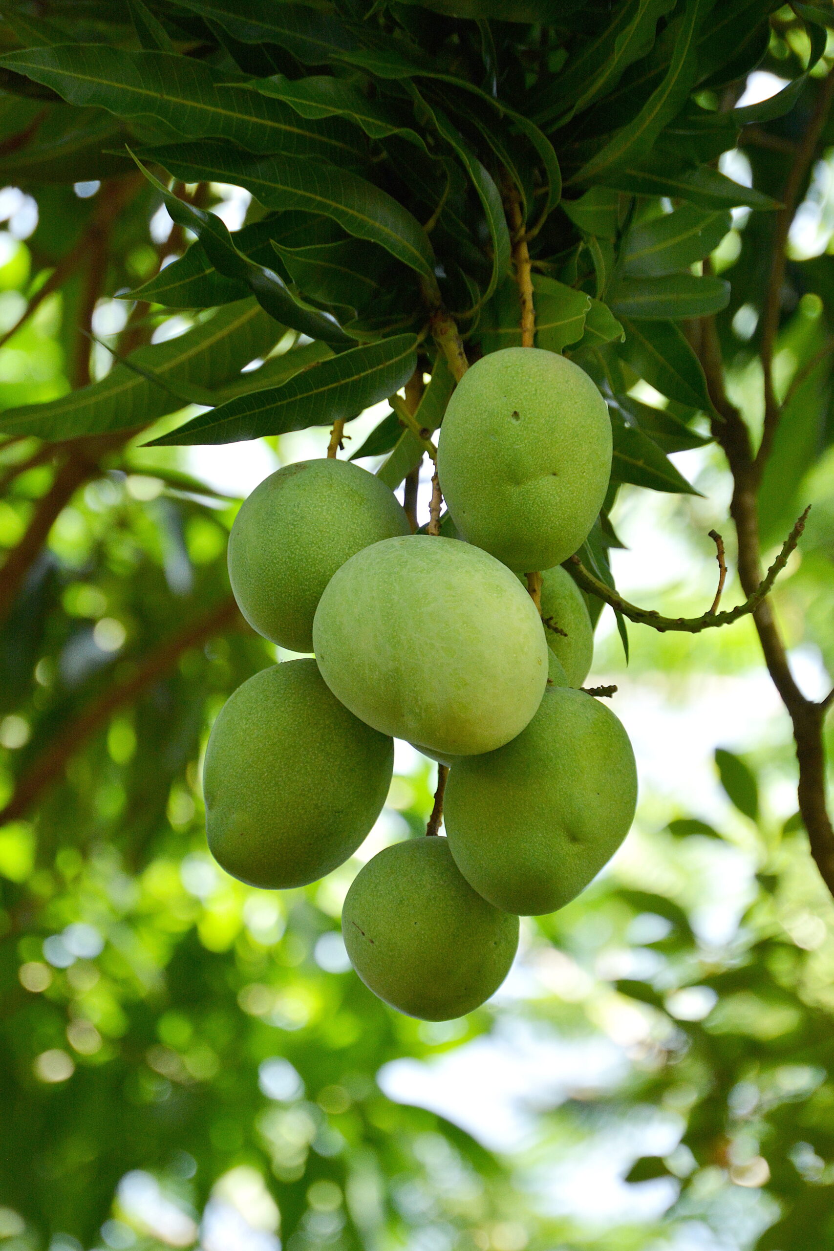 Anwar Ratol Mango