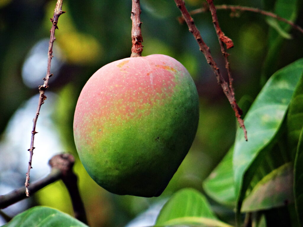 Dussehri